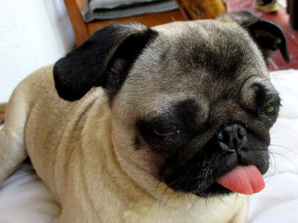 Pfleglinge_Kitty_k4_1