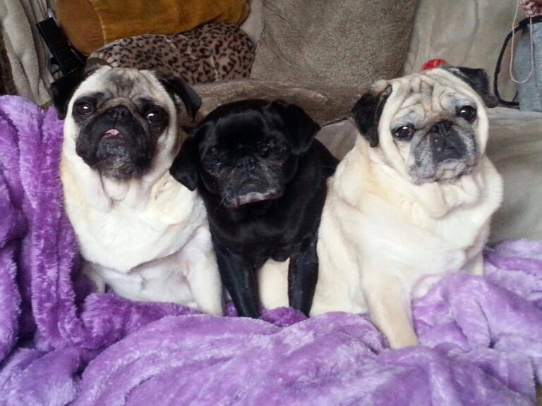 Pfleglinge_Mini_Maus_Golden_Girls_37