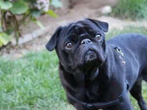 Pfleglinge_ferdinand