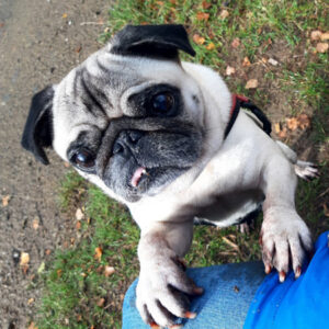 Warum Ein Hund Besser Ist Als Eine Frau Hunde Witzige Spruche