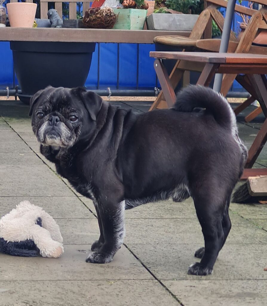 Mops Steckbrief Leopold Mops Engel e.V.