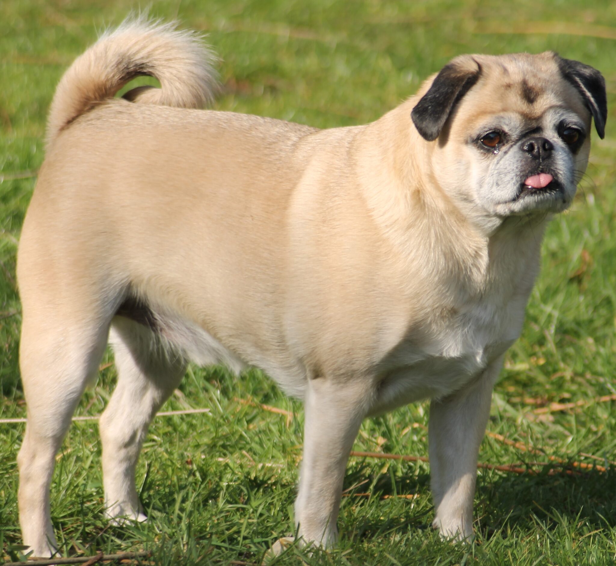 Mops Steckbrief Diedi Mops Engel e.V.