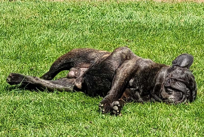 Noxi beim lenzen