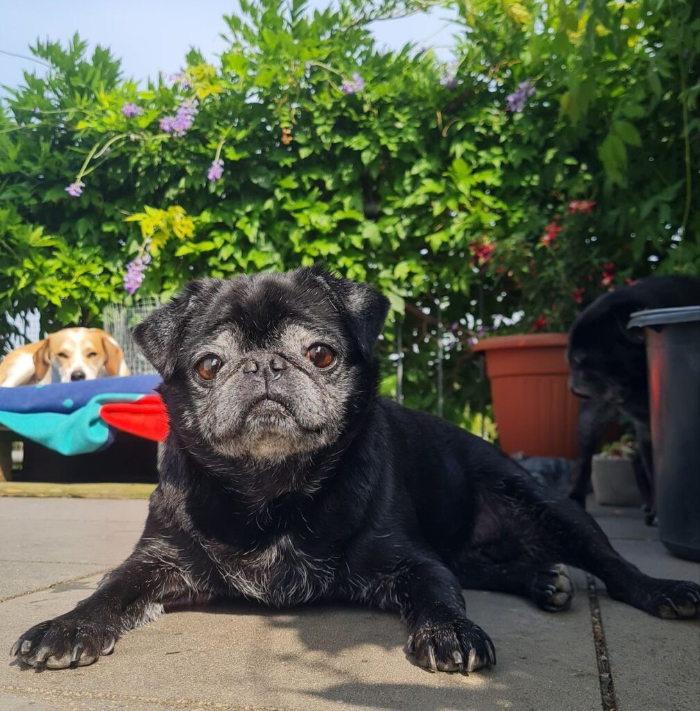 Mops Steckbrief Maya Mops Engel e.V.