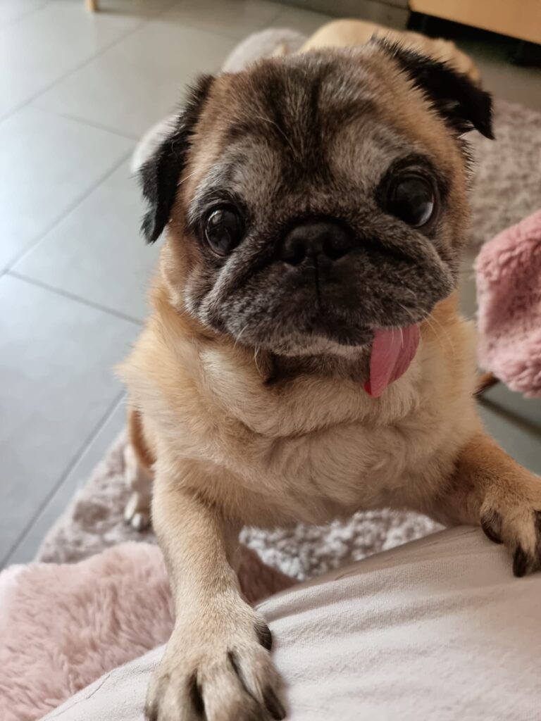 Mops Steckbrief: Frodo – Mops Engel e.V.