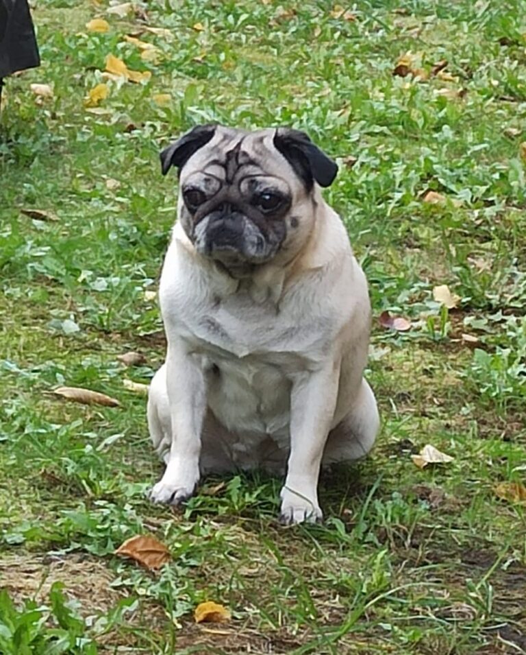 Mops Steckbrief Bella Mops Engel e.V.