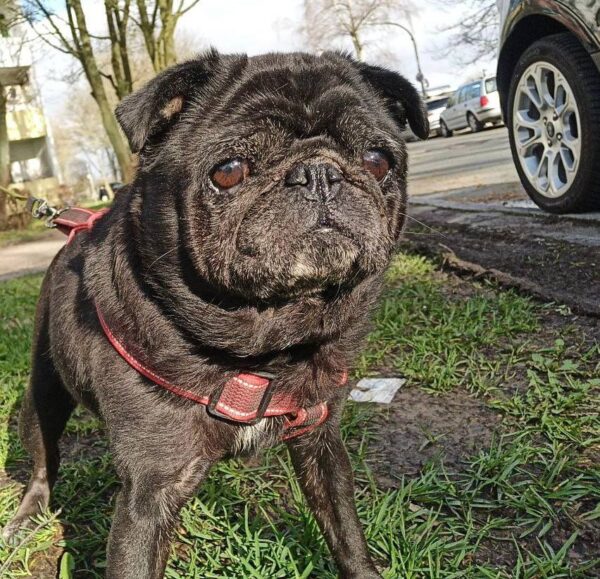 Frieda