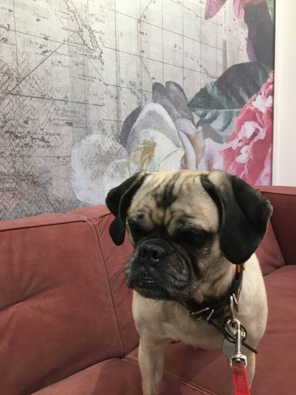 lilly