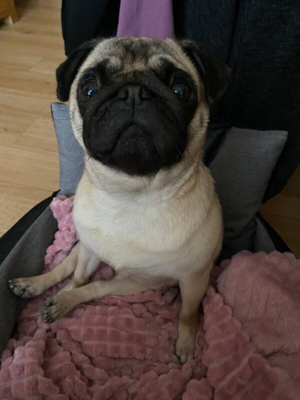 lotti