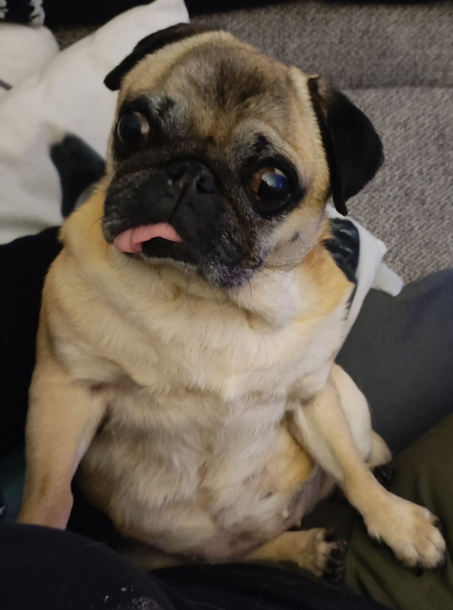 Mops Steckbrief Doris / Dori Mops Engel e.V.