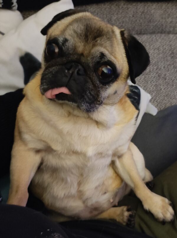 Doris 19.10. – Mops .