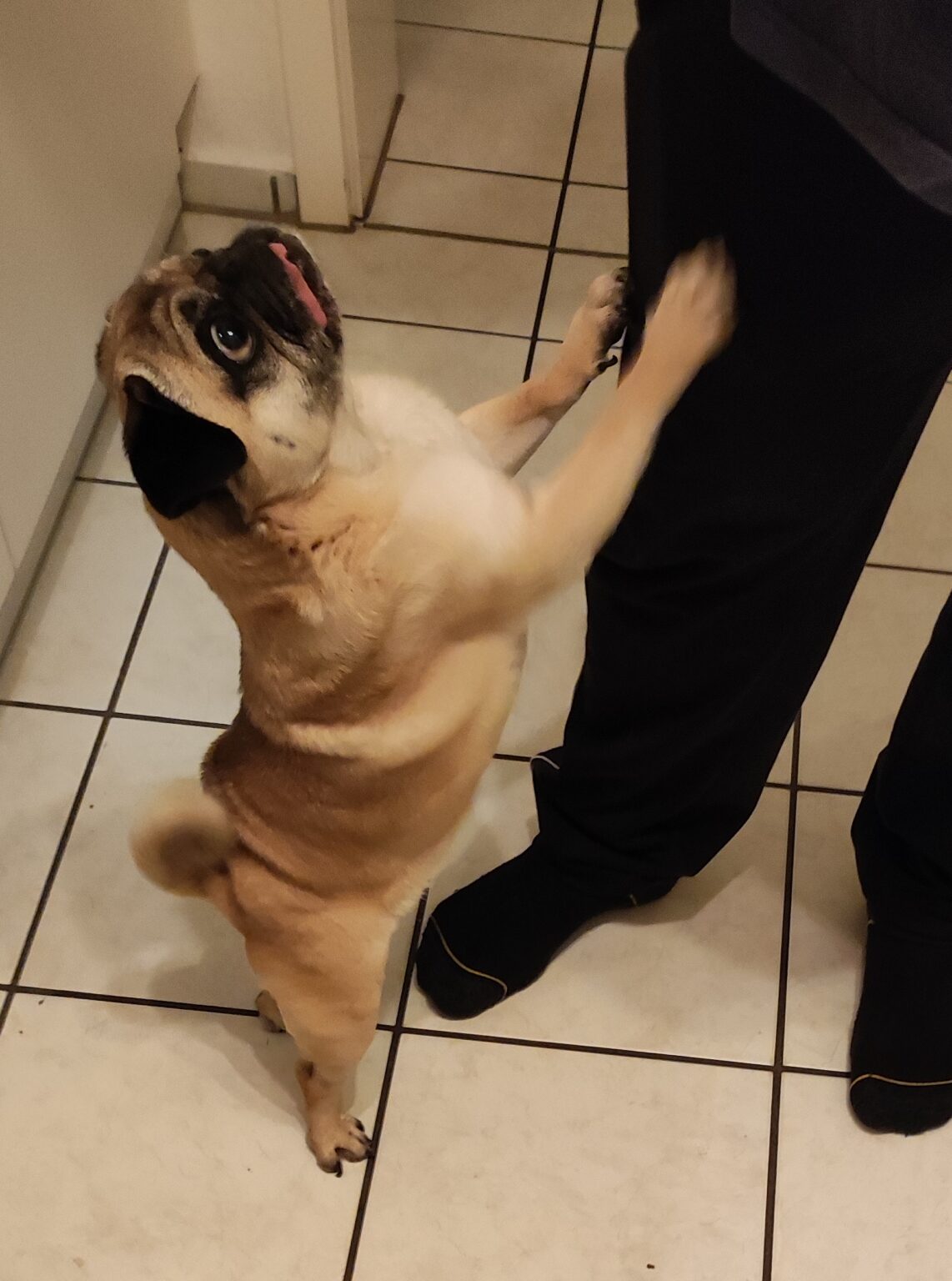 Mops Steckbrief: Doris / Dori – Mops Engel e.V.