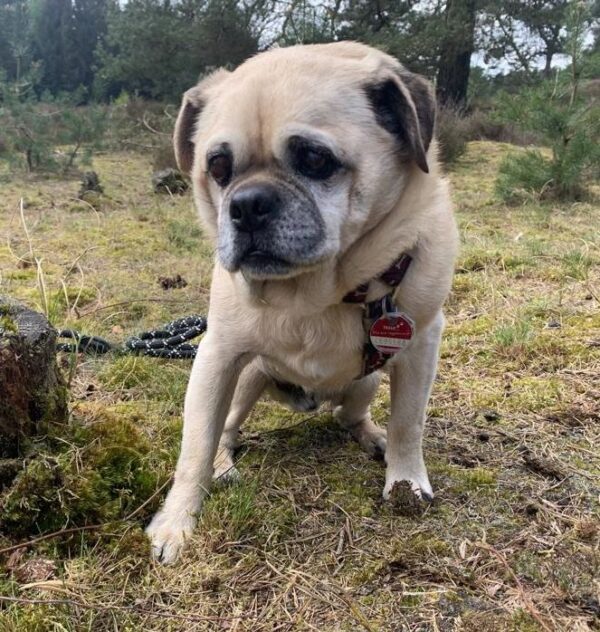 Pflegling Brutus
