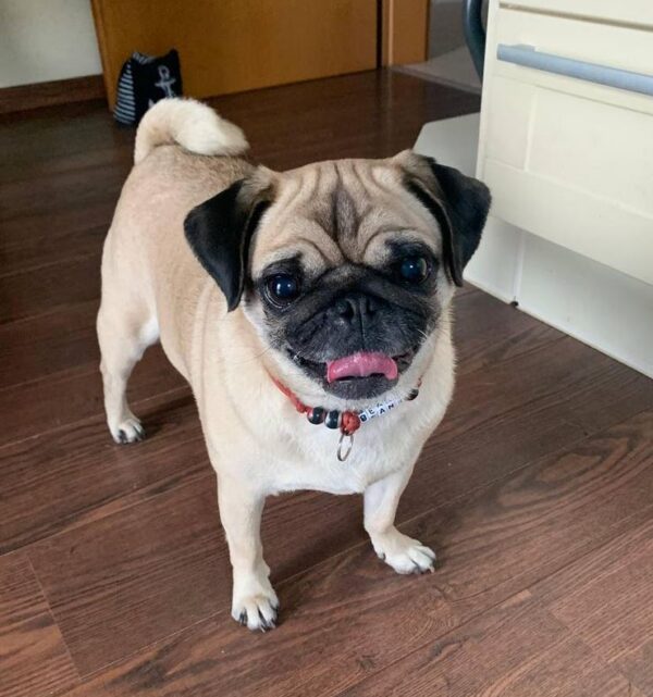 gigi_beans