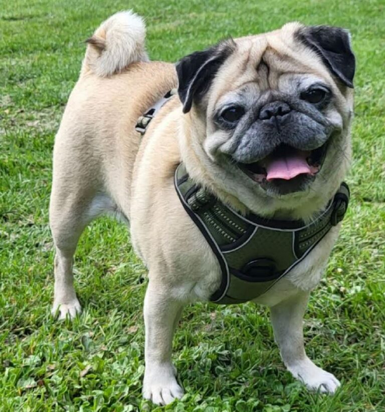 Mops Steckbrief: Joschi – Mops Engel e.V.
